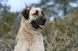 KANGAL 033